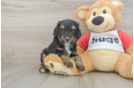 Best Mini Aussiedoodle Baby