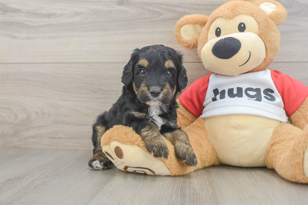 Best Mini Aussiedoodle Baby