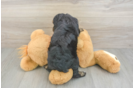 Sweet Mini Aussiedoodle Baby