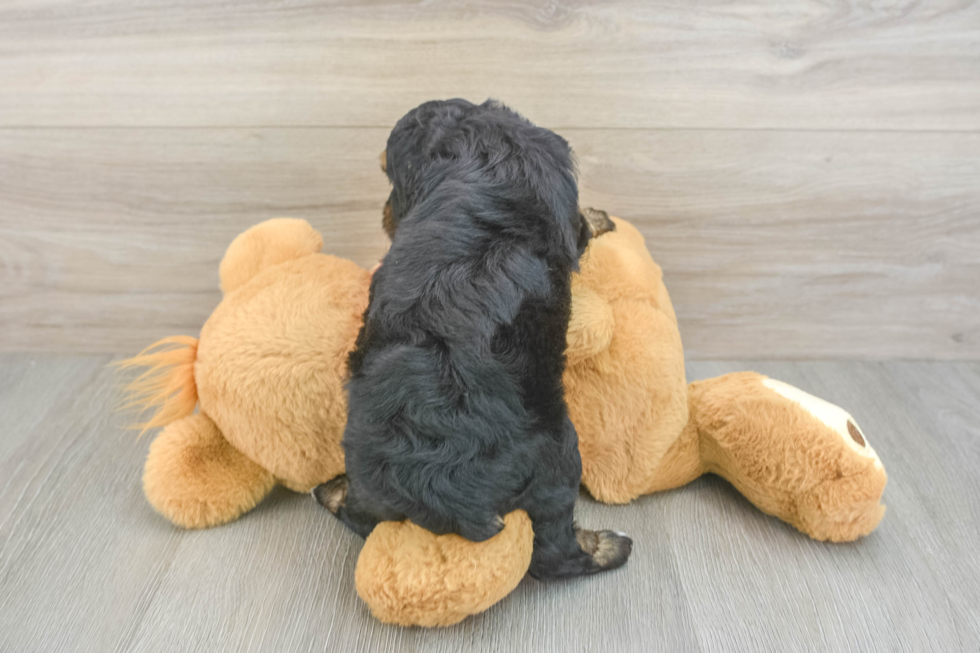 Sweet Mini Aussiedoodle Baby
