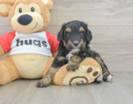 7 week old Mini Aussiedoodle Puppy For Sale - Puppy Love PR