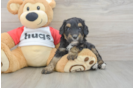 Mini Aussiedoodle Puppy for Adoption