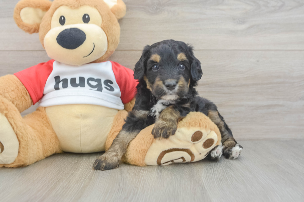 Mini Aussiedoodle Puppy for Adoption