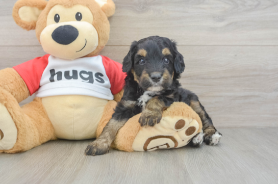 Mini Aussiedoodle Puppy for Adoption