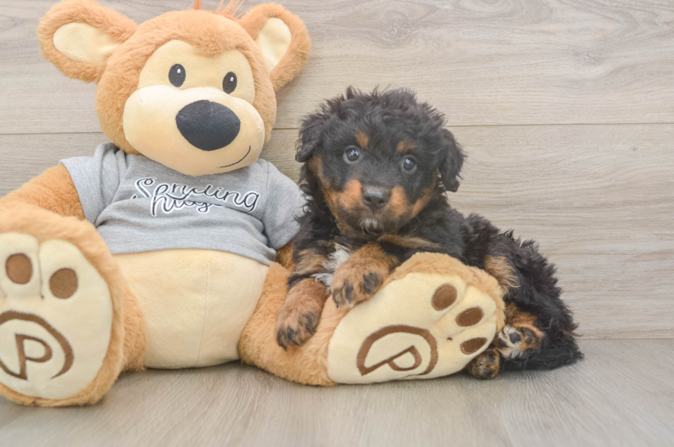 6 week old Mini Aussiedoodle Puppy For Sale - Puppy Love PR