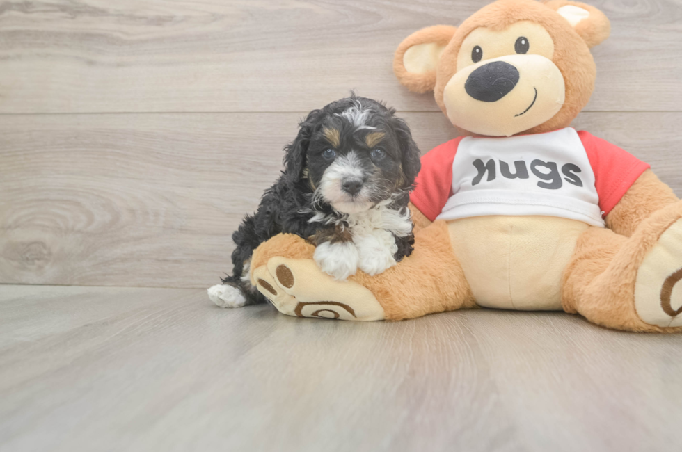 5 week old Mini Aussiedoodle Puppy For Sale - Puppy Love PR