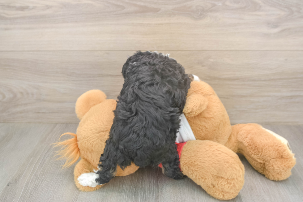 Meet Dapper - our Mini Aussiedoodle Puppy Photo  3/3 - Puppy Love PR Happy Mini Aussiedoodle Baby