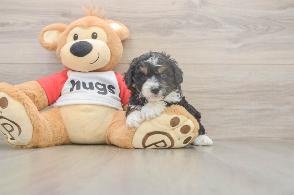 Meet Dapper - our Mini Aussiedoodle Puppy Photo  2/3 - Puppy Love PR Sweet Mini Aussiedoodle Baby
