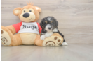 Meet Dapper - our Mini Aussiedoodle Puppy Photo  2/3 - Puppy Love PR Sweet Mini Aussiedoodle Baby