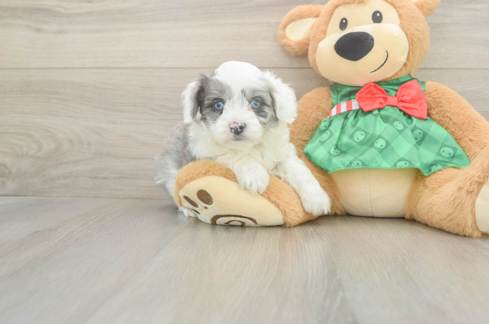 6 week old Mini Aussiedoodle Puppy For Sale - Puppy Love PR