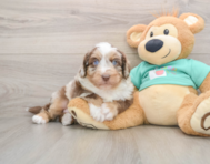 5 week old Mini Aussiedoodle Puppy For Sale - Puppy Love PR