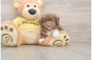 Energetic Aussiepoo Poodle Mix Puppy