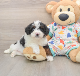 7 week old Mini Aussiedoodle Puppy For Sale - Puppy Love PR