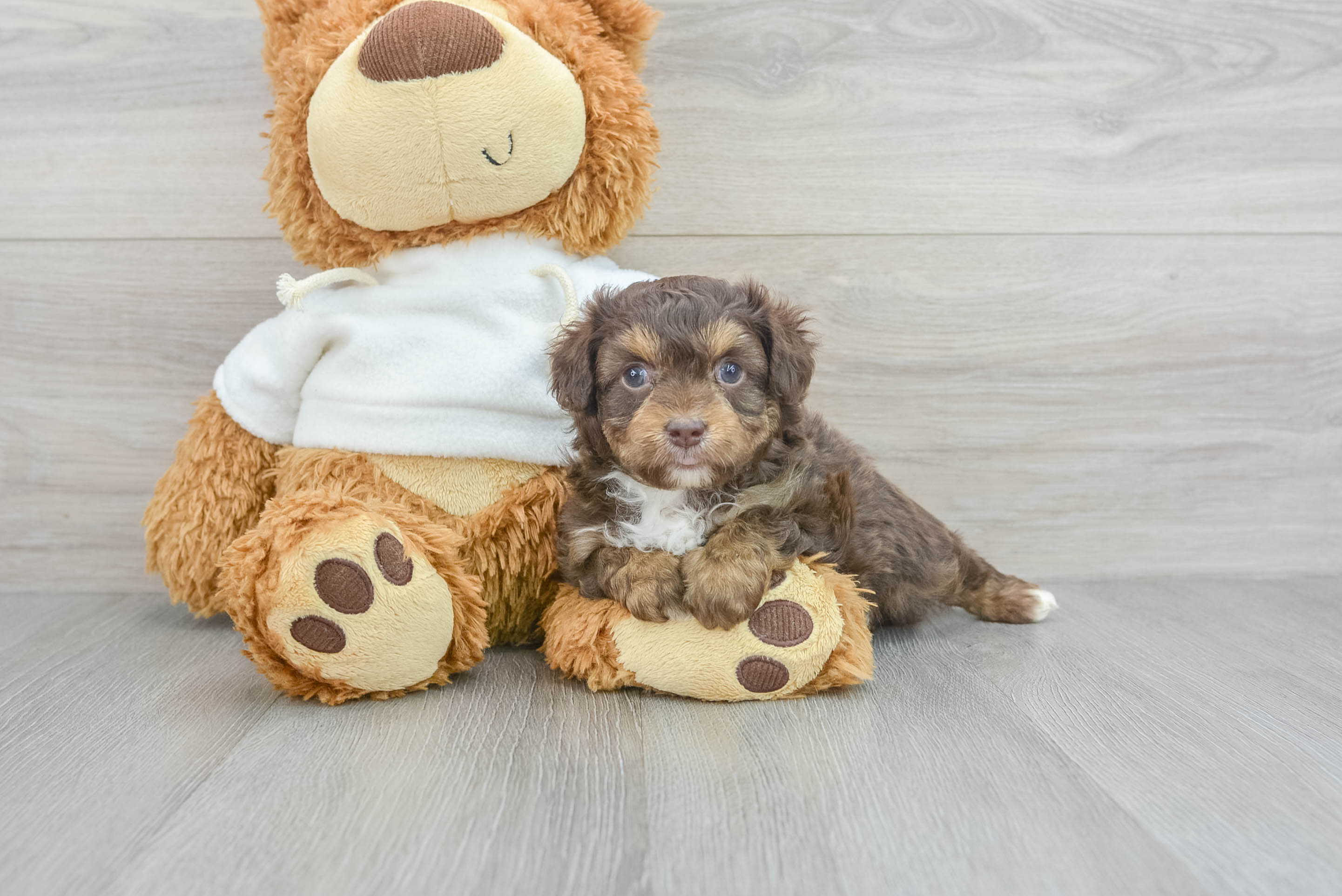 Aussiedoodle best sale for adoption