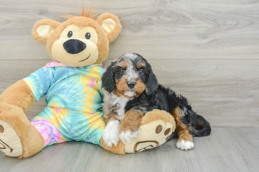 6 week old Mini Aussiedoodle Puppy For Sale - Puppy Love PR