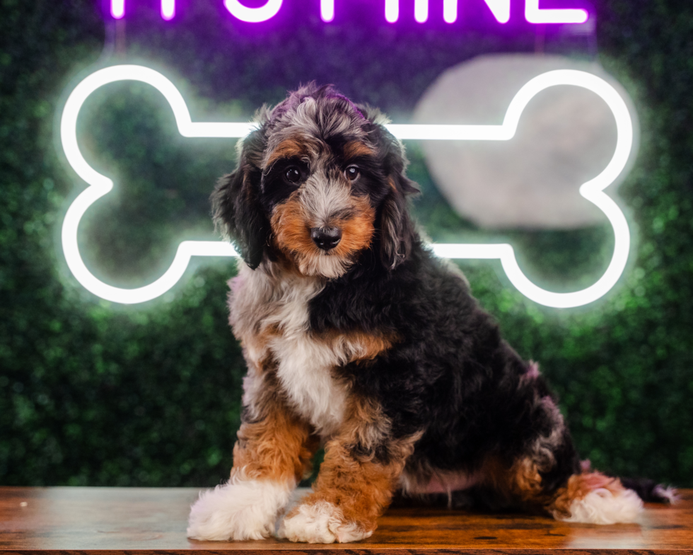 Cute Mini Aussiedoodle Poodle Mix Pup