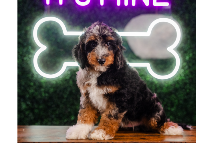 Meet Enzo Macallan - our Mini Aussiedoodle Puppy Photo 1/4 - Puppy Love PR Cute Mini Aussiedoodle Poodle Mix Pup