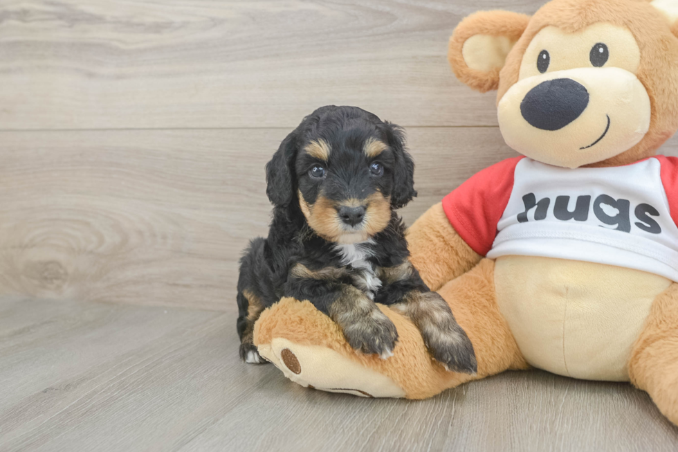 Mini Aussiedoodle Puppy for Adoption