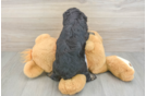 Playful Mini Aussiepoodle Poodle Mix Puppy