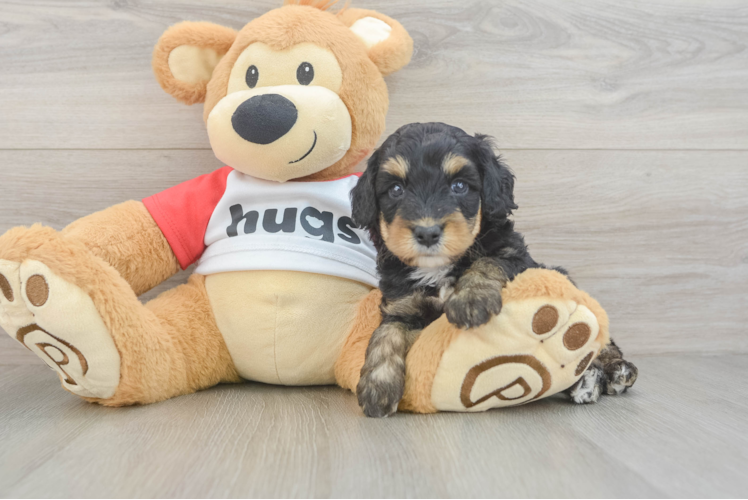 Happy Mini Aussiedoodle Baby