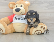 8 week old Mini Aussiedoodle Puppy For Sale - Puppy Love PR
