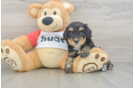 Happy Mini Aussiedoodle Baby