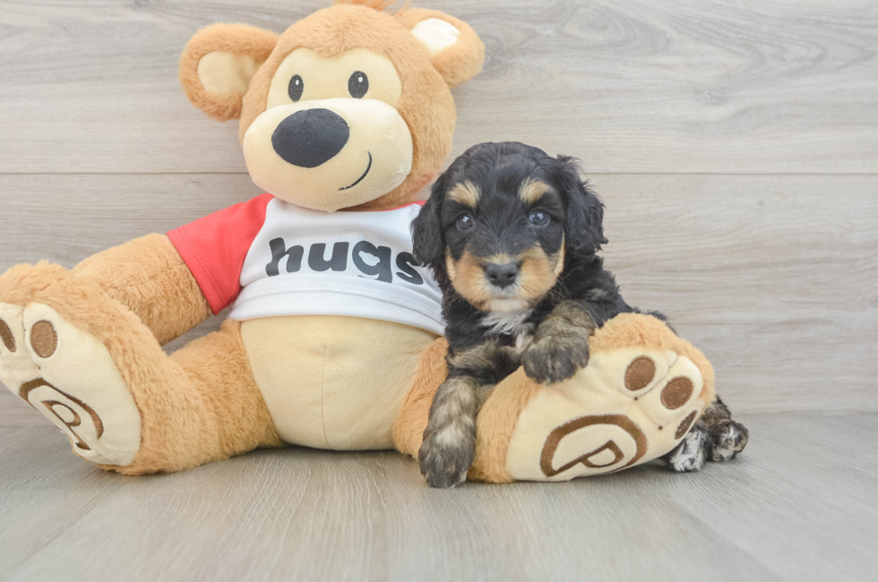 5 week old Mini Aussiedoodle Puppy For Sale - Puppy Love PR
