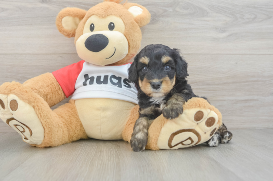 Happy Mini Aussiedoodle Baby