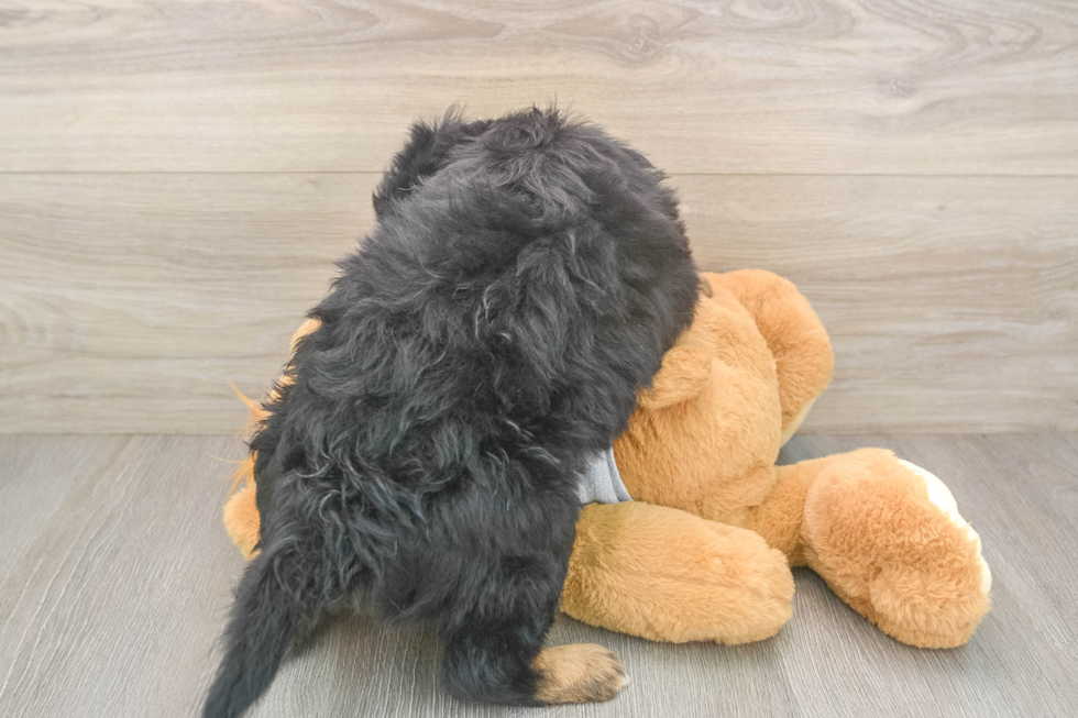 Mini Aussiedoodle Puppy for Adoption