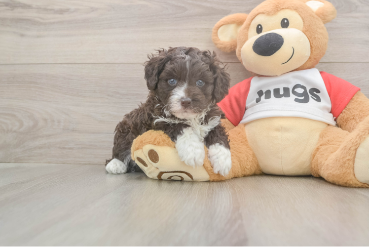 Mini Aussiedoodle Pup Being Cute