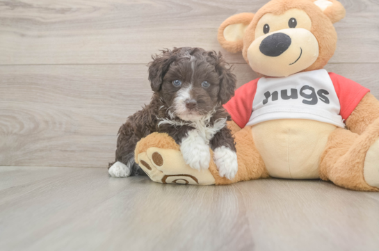 5 week old Mini Aussiedoodle Puppy For Sale - Puppy Love PR Mini Aussiedoodle Pup Being Cute