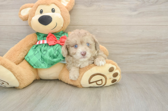 Playful Mini Aussiepoodle Poodle Mix Puppy