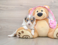 6 week old Mini Aussiedoodle Puppy For Sale - Puppy Love PR