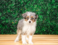 9 week old Mini Aussiedoodle Puppy For Sale - Puppy Love PR