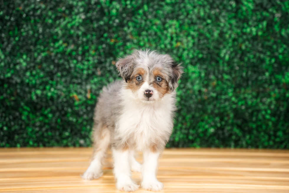 Best Mini Aussiedoodle Baby