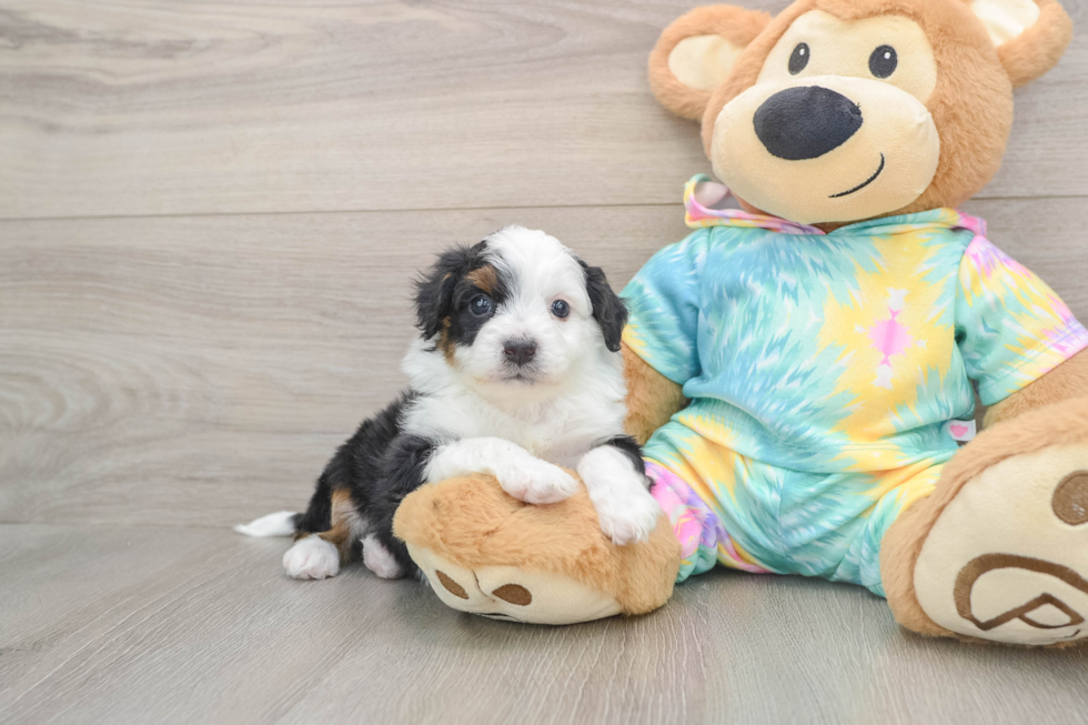 Hypoallergenic Aussiepoo Poodle Mix Puppy