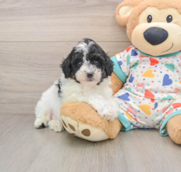 7 week old Mini Aussiedoodle Puppy For Sale - Puppy Love PR