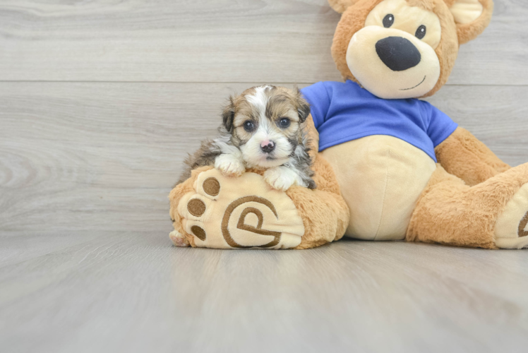 Meet Dazzle - our Mini Aussiedoodle Puppy Photo 1/3 - Puppy Love PR Mini Aussiedoodle Pup Being Cute
