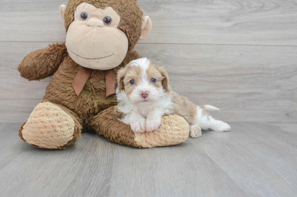 7 week old Mini Aussiedoodle Puppy For Sale - Puppy Love PR
