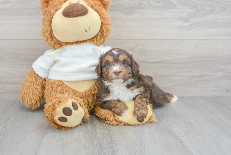 Meet Deedee - our Mini Aussiedoodle Puppy Photo 1/3 - Puppy Love PR Friendly Mini Aussiedoodle Baby