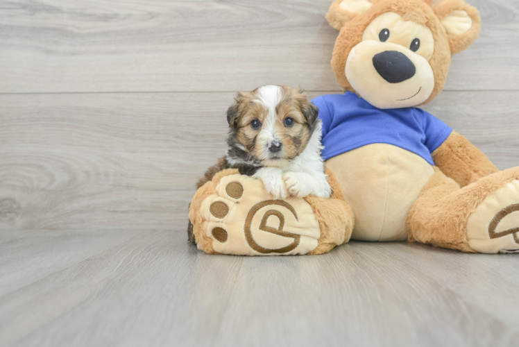 Meet Deedee - our Mini Aussiedoodle Puppy Photo 1/3 - Puppy Love PR Mini Aussiedoodle Puppy for Adoption