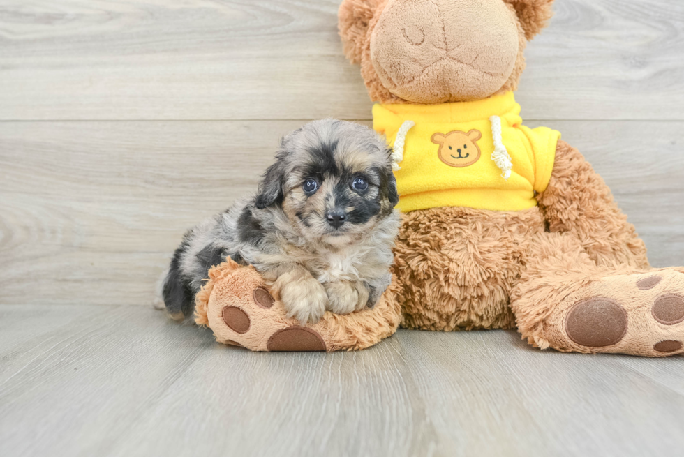 Best Mini Aussiedoodle Baby