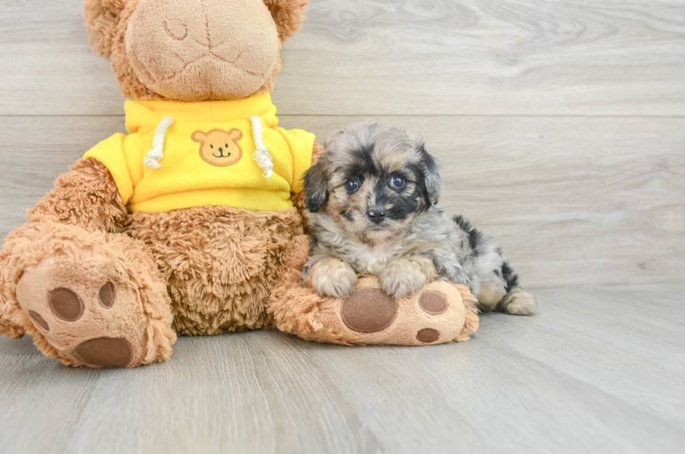 6 week old Mini Aussiedoodle Puppy For Sale - Puppy Love PR