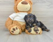 8 week old Mini Aussiedoodle Puppy For Sale - Puppy Love PR