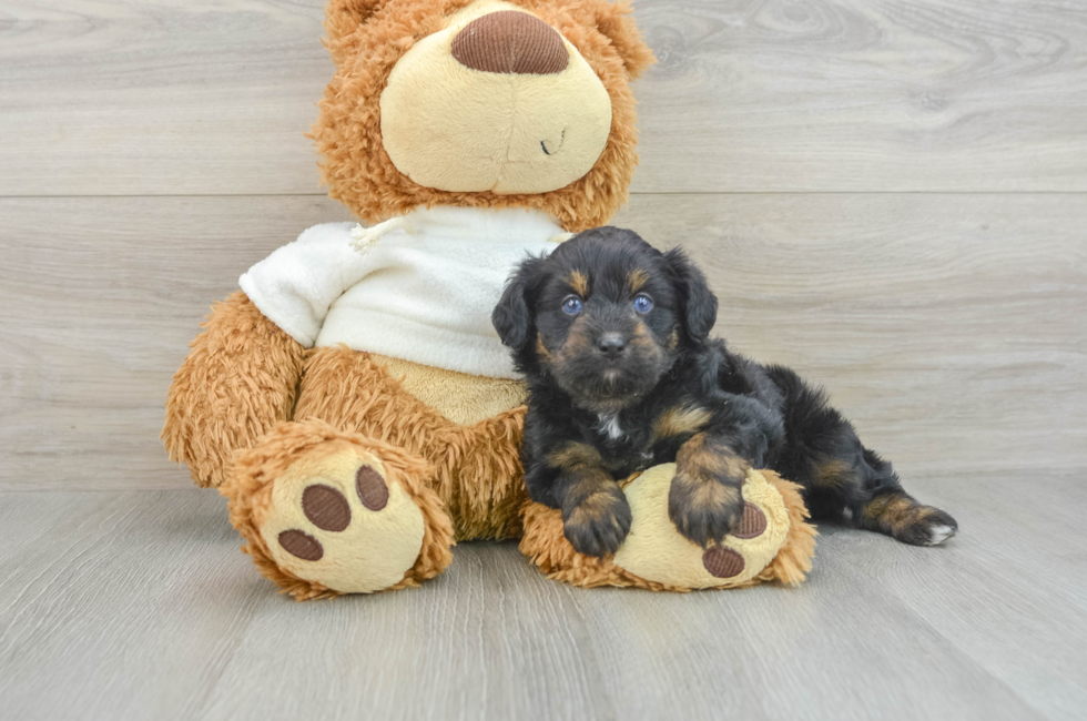 5 week old Mini Aussiedoodle Puppy For Sale - Puppy Love PR