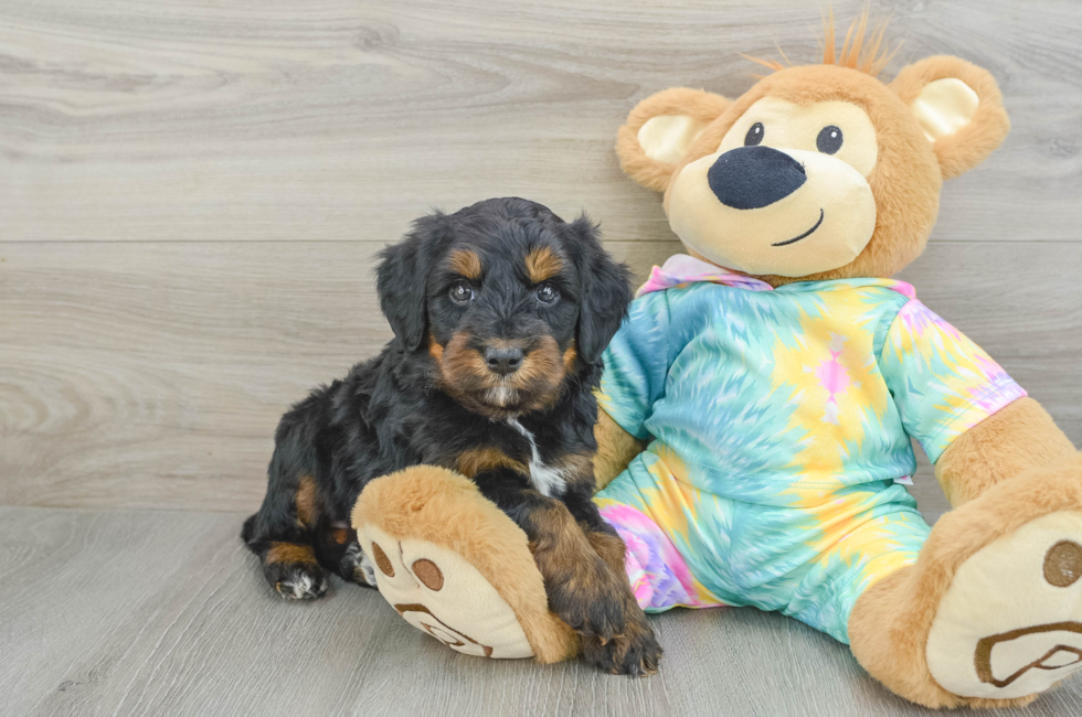 6 week old Mini Aussiedoodle Puppy For Sale - Puppy Love PR