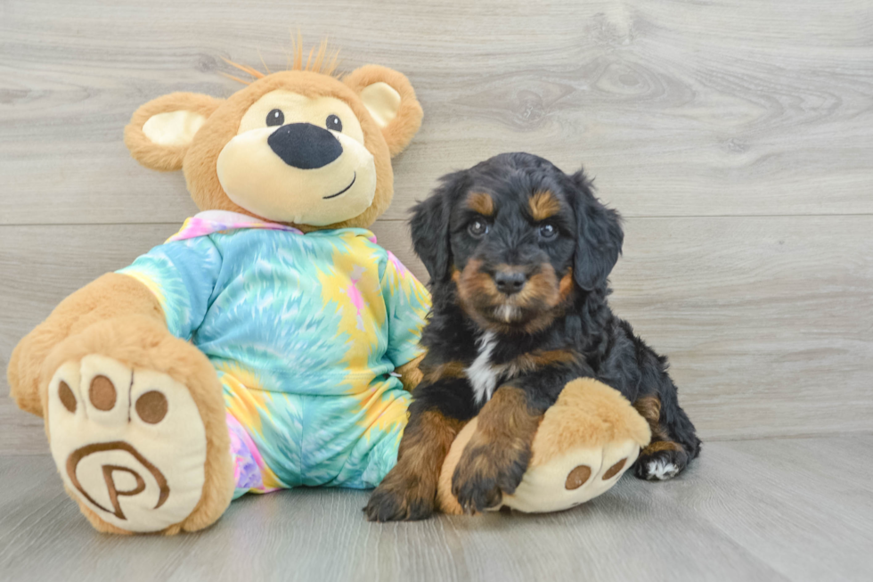 Small Mini Aussiedoodle Baby