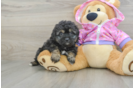 Mini Aussiedoodle Puppy for Adoption