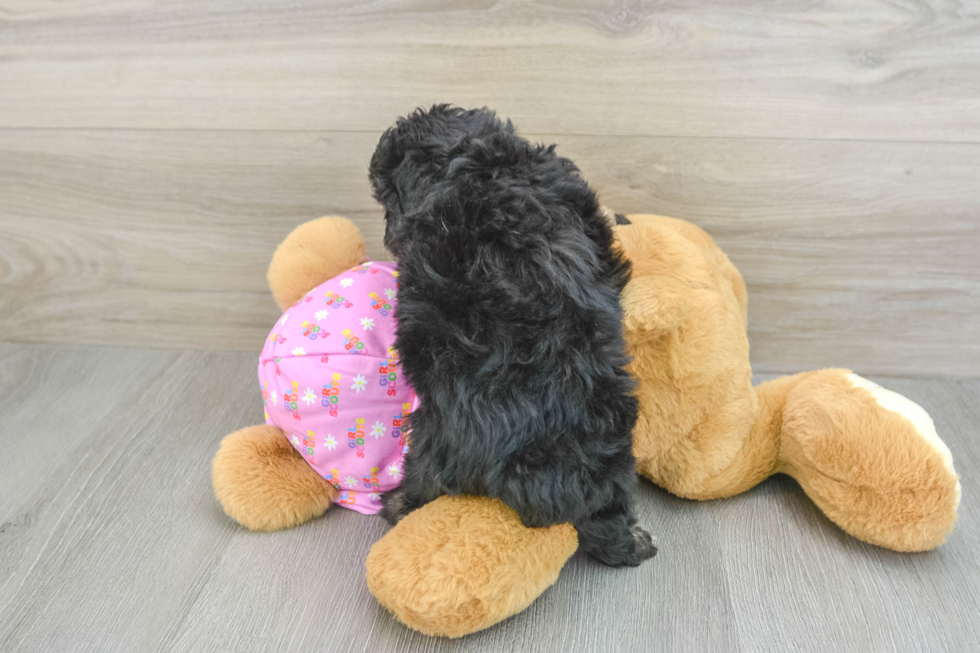 Hypoallergenic Aussiepoo Poodle Mix Puppy