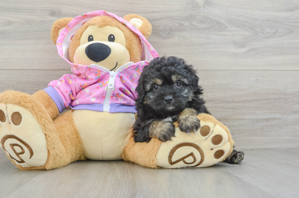 5 week old Mini Aussiedoodle Puppy For Sale - Puppy Love PR